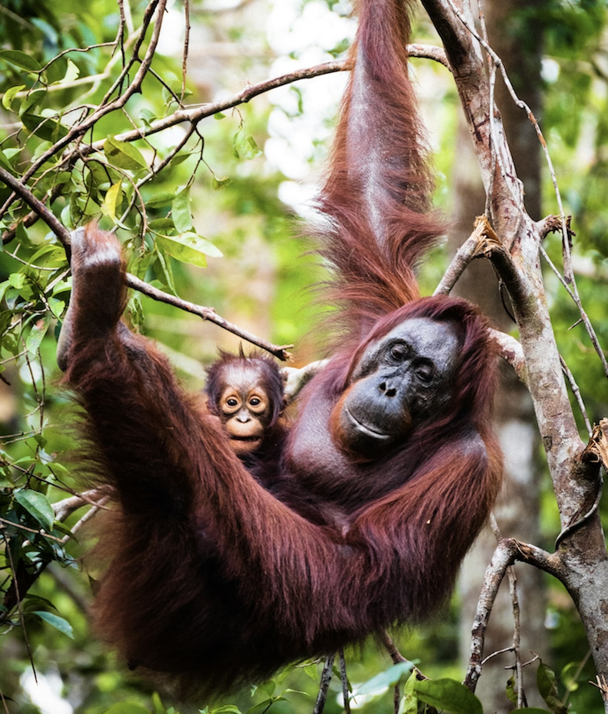 Borneo, wild and untammed.